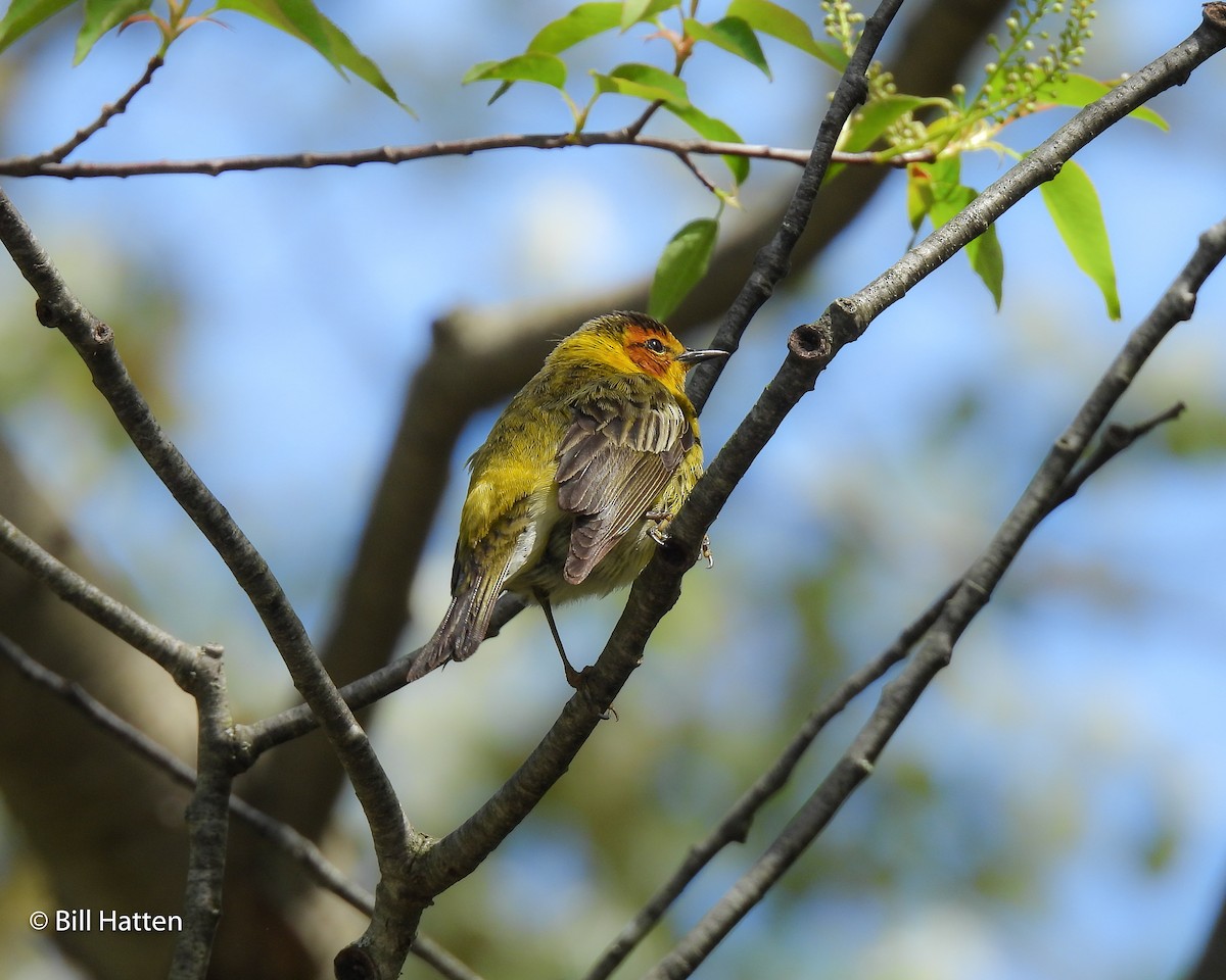 Cape May Warbler - ML618742521
