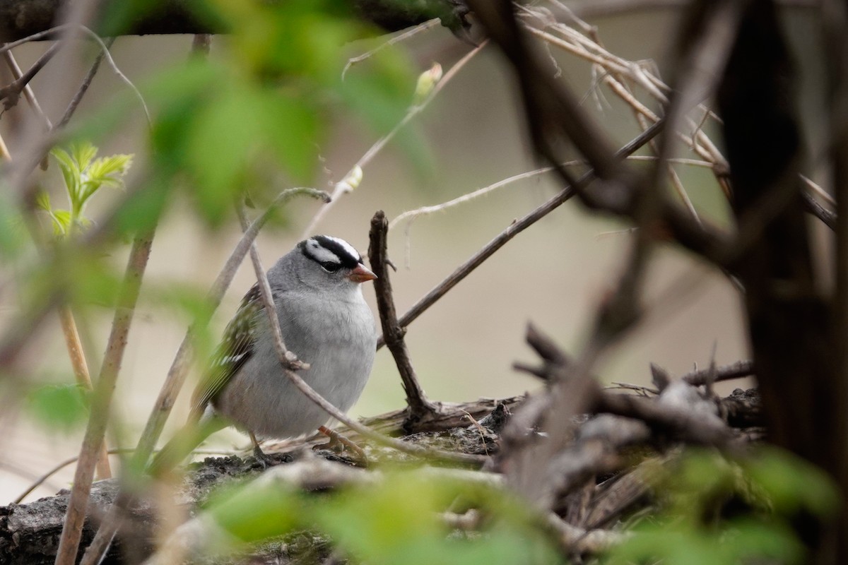 White-crowned Sparrow - ML618742539