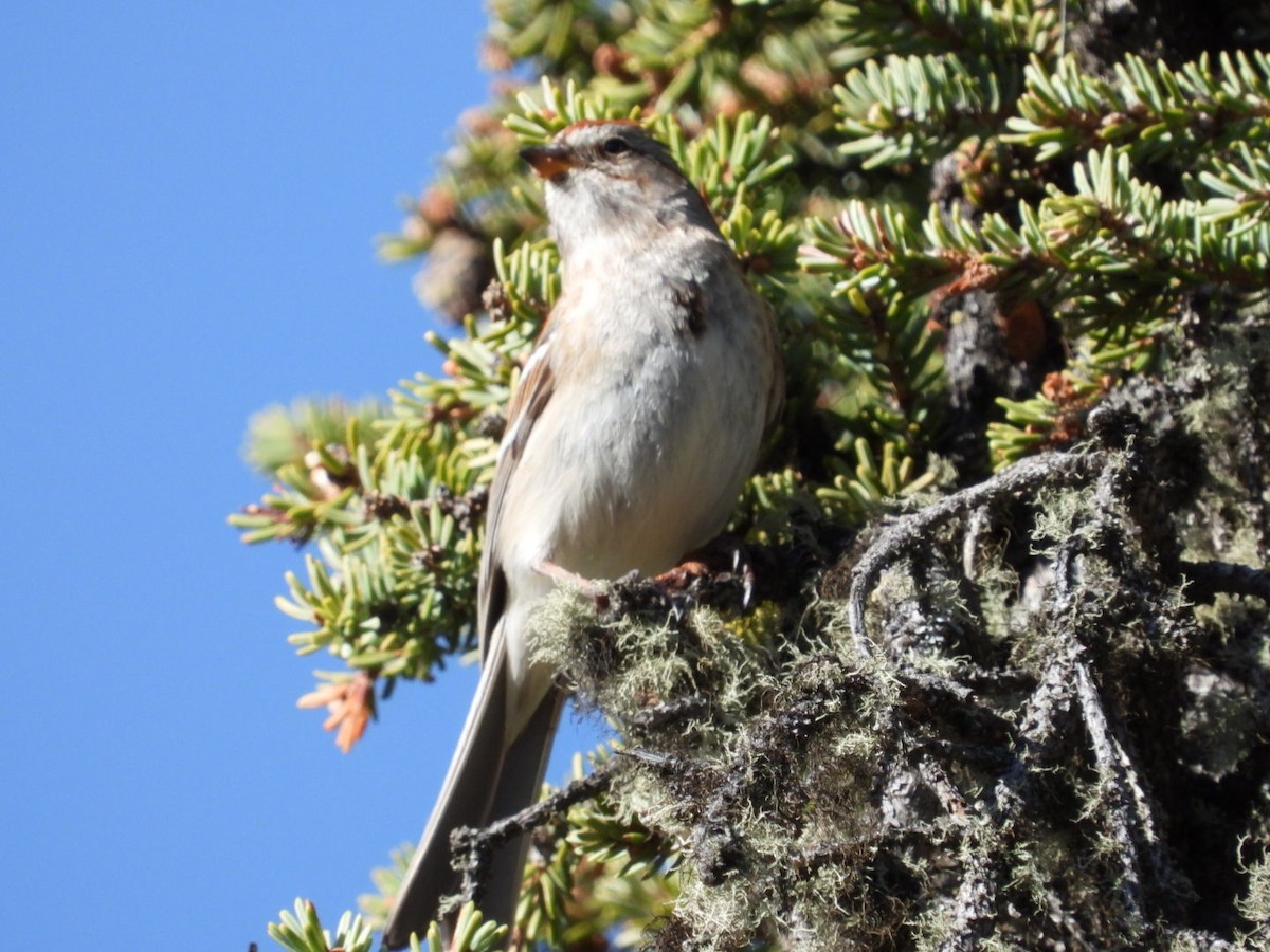American Tree Sparrow - ML618742611