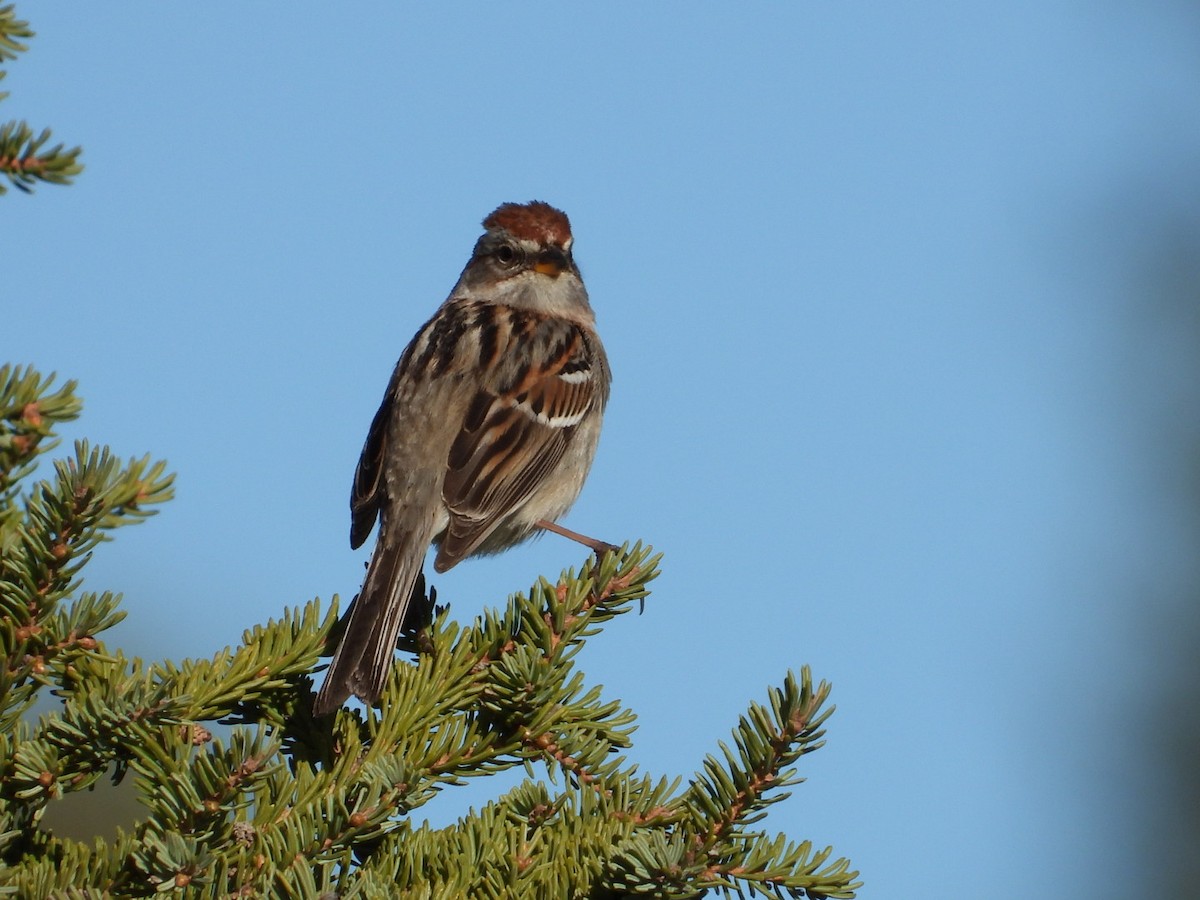 American Tree Sparrow - ML618742612