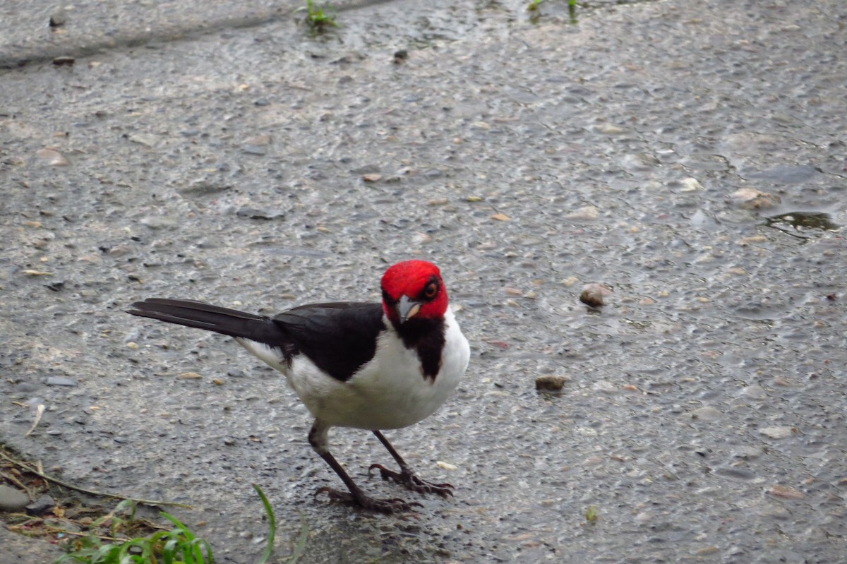 Red-capped Cardinal - ML618742624