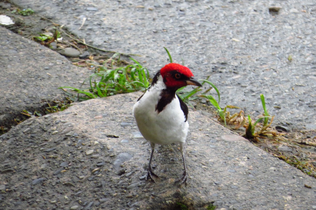 Red-capped Cardinal - ML618742638