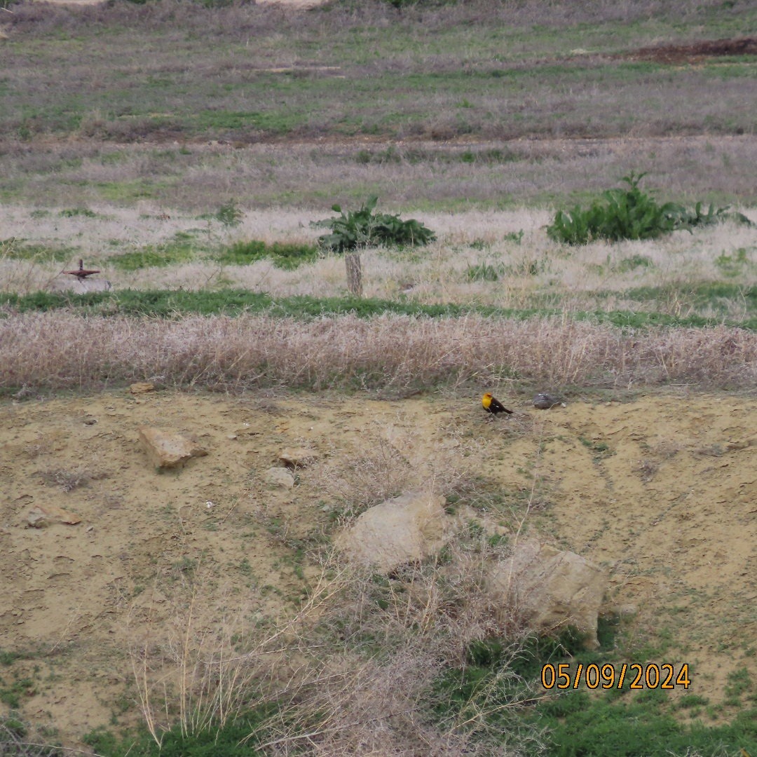 Yellow-headed Blackbird - ML618742654