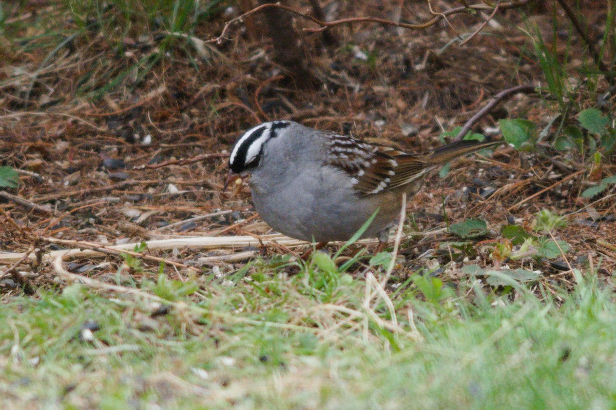 White-crowned Sparrow - ML618742670