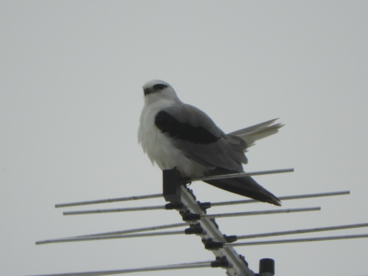Black-shouldered Kite - ML618742675