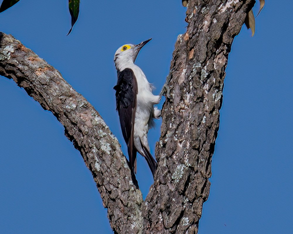 White Woodpecker - ML618742684