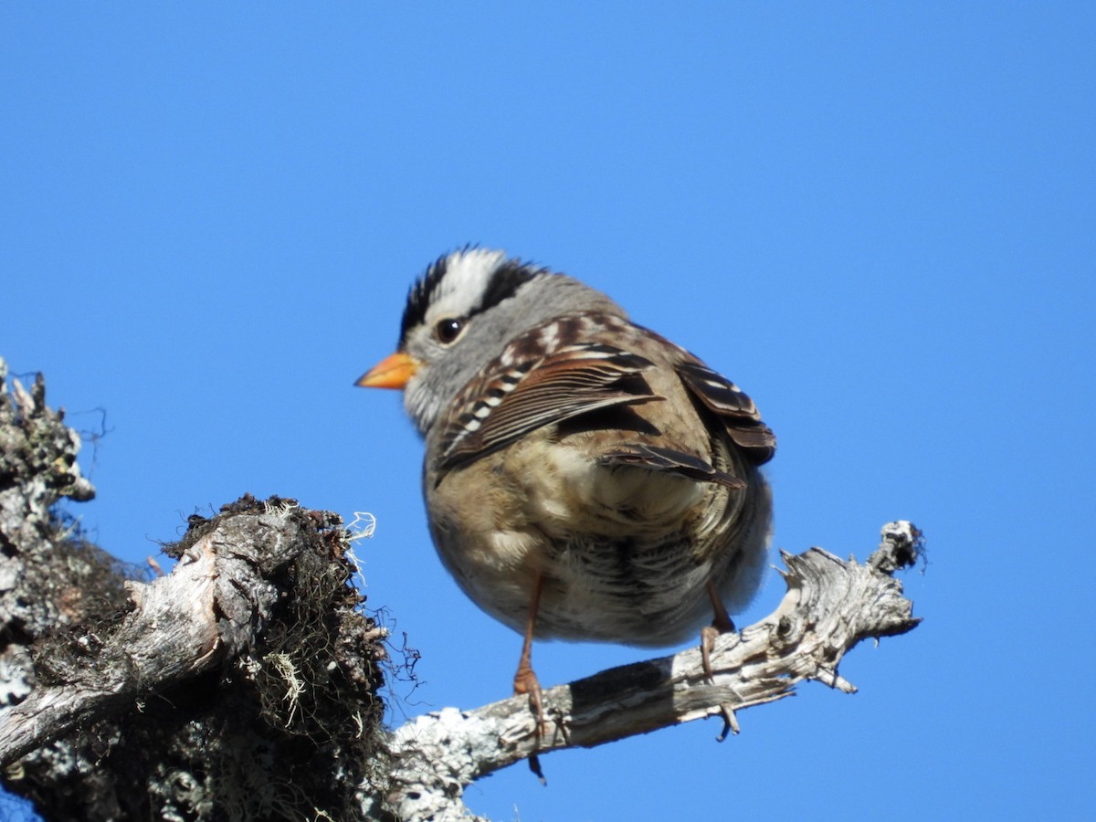 White-crowned Sparrow - ML618742694