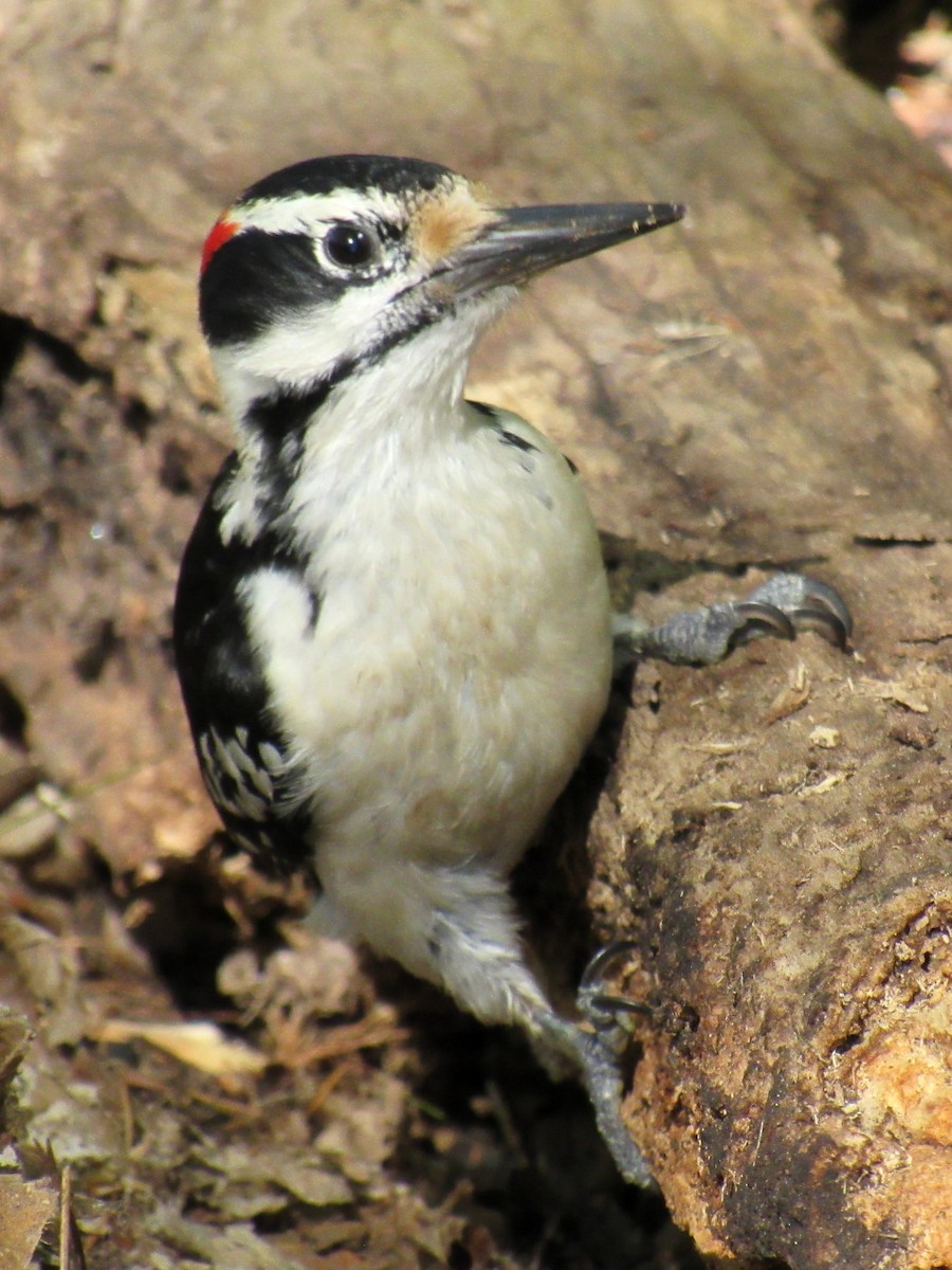 Hairy Woodpecker - ML618742741