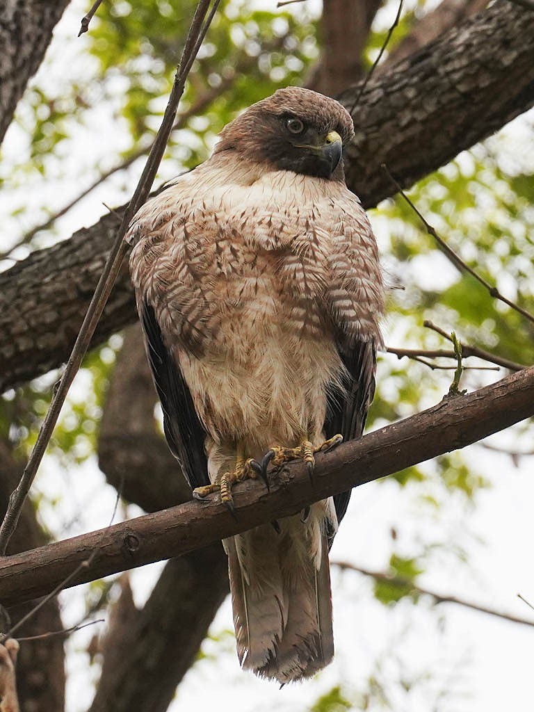 Red-tailed Hawk - ML618742765