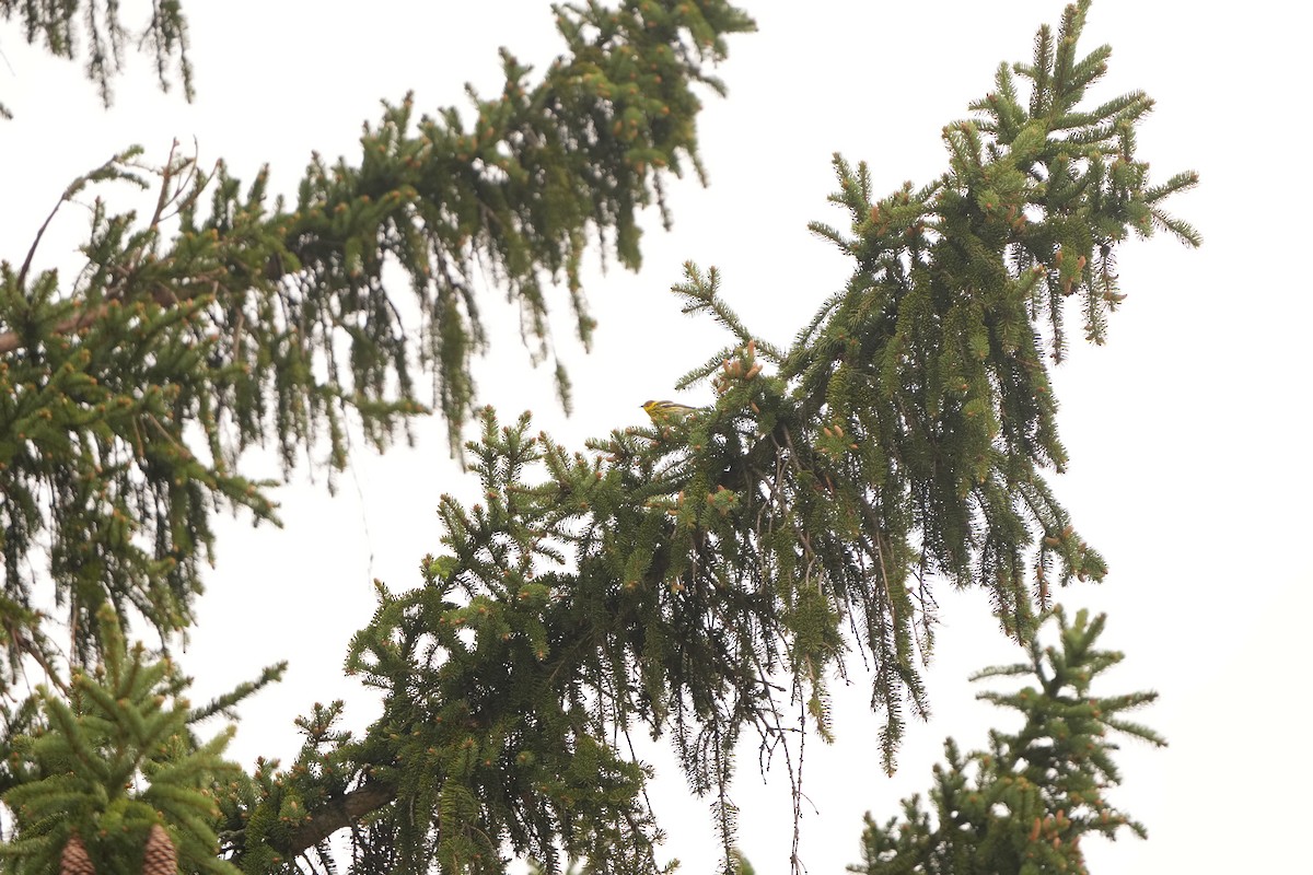 Cape May Warbler - ML618742772