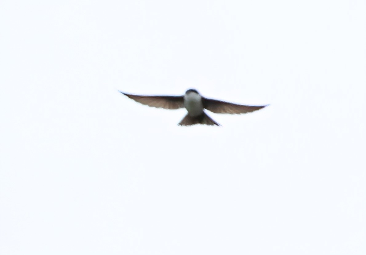 Blue-and-white Swallow - ML618742782