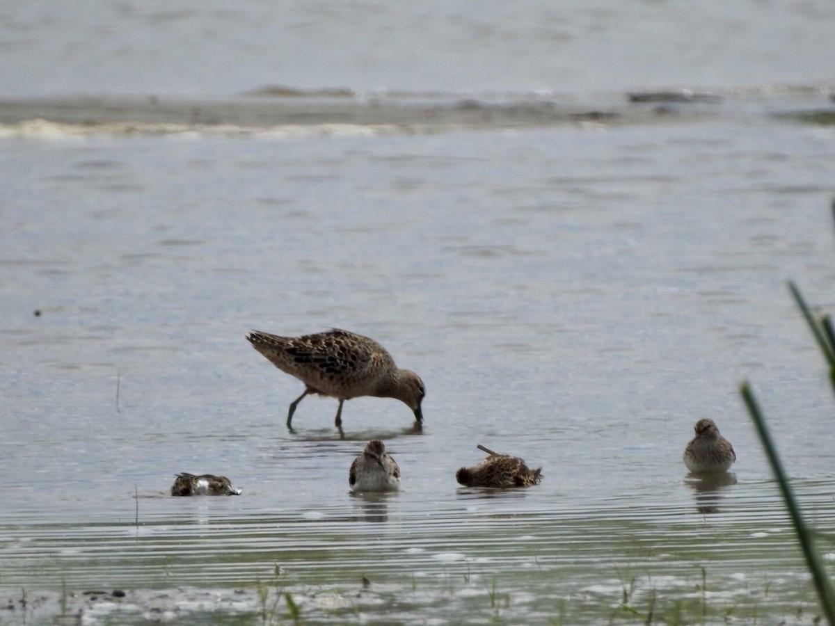 Long-billed Dowitcher - ML618742785
