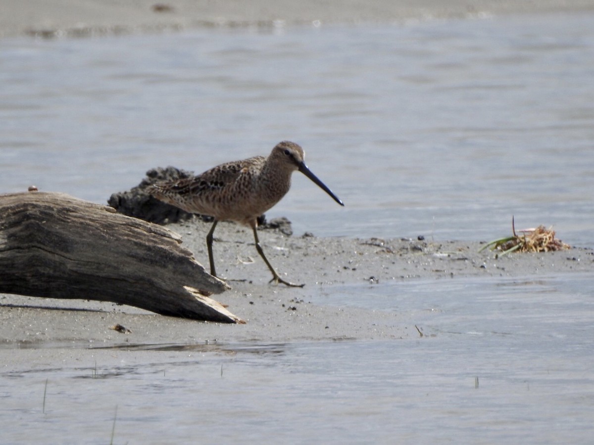 Long-billed Dowitcher - ML618742786