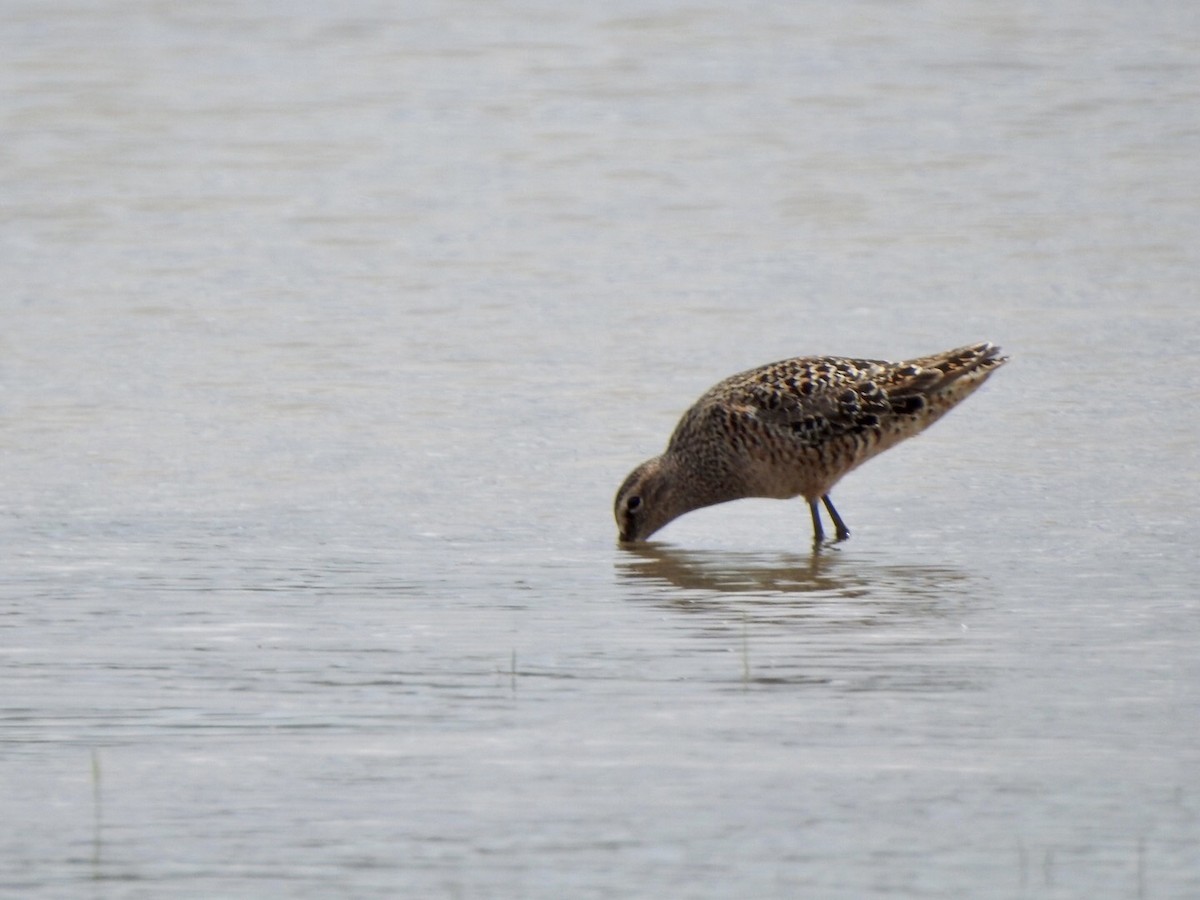 Long-billed Dowitcher - ML618742787