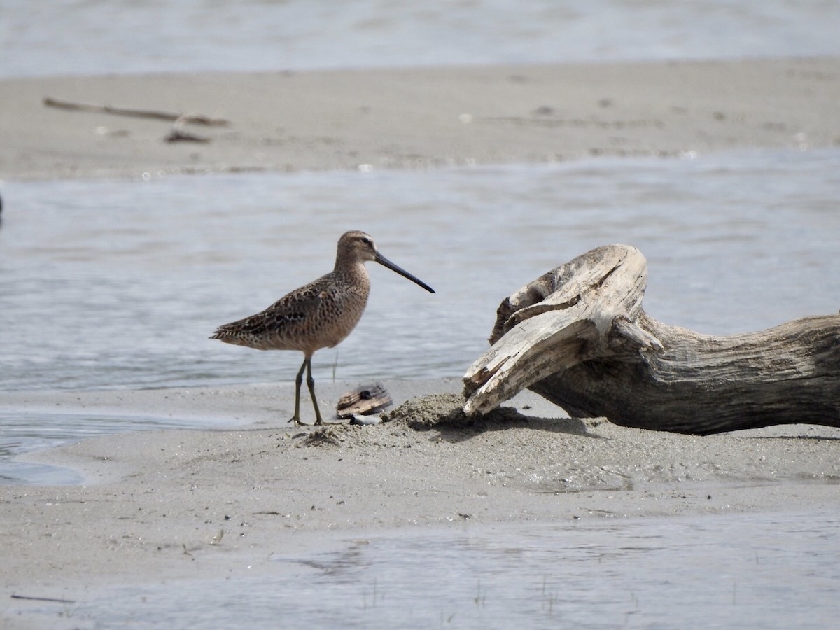 Long-billed Dowitcher - ML618742788