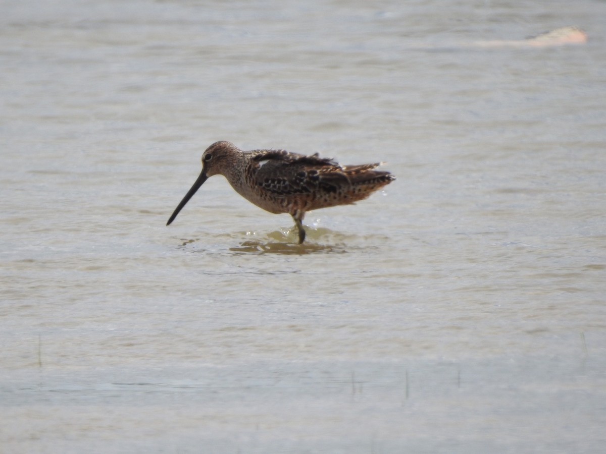 Long-billed Dowitcher - ML618742789