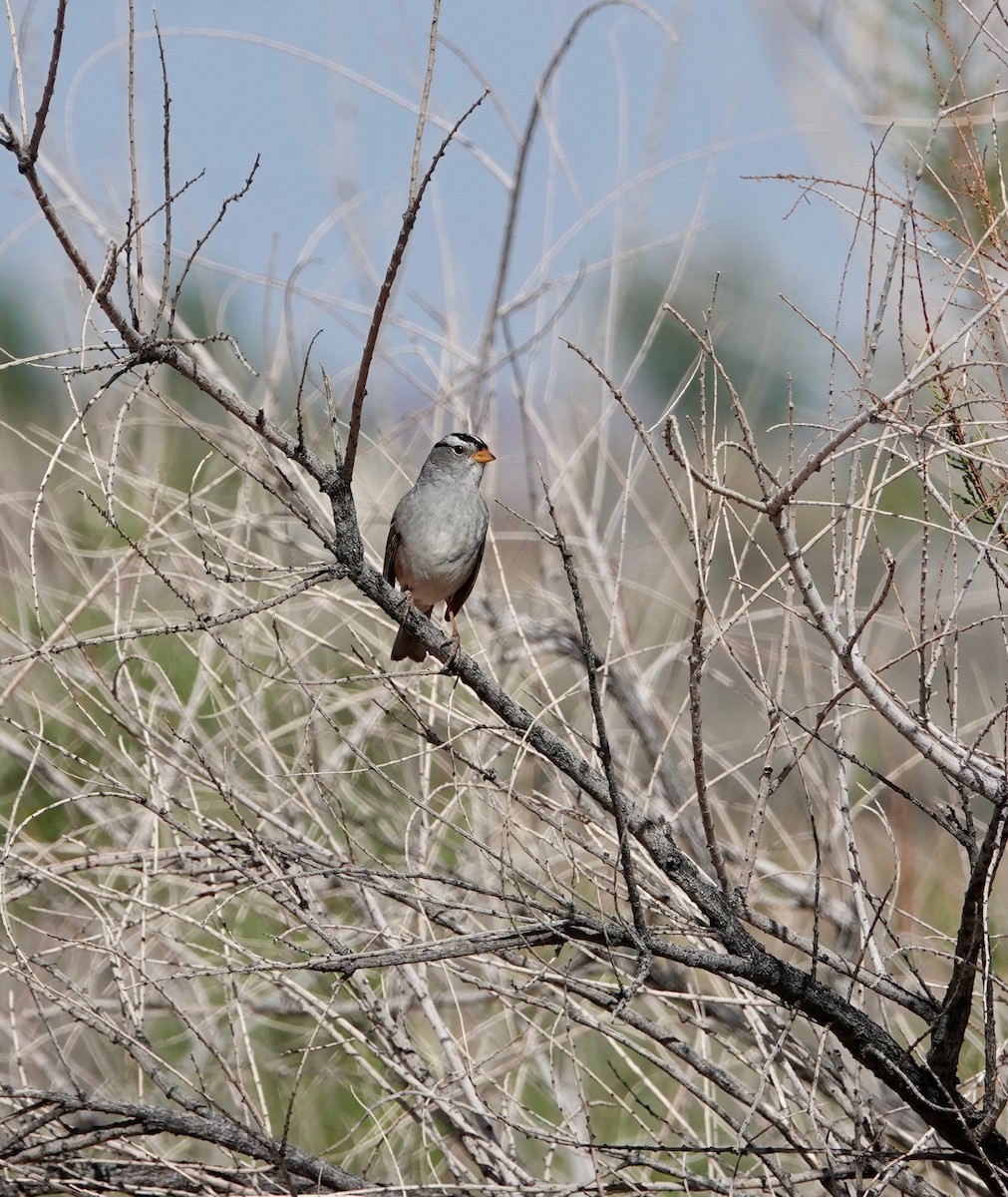 White-crowned Sparrow - ML618742817