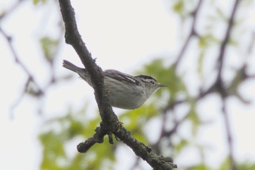 Black-and-white Warbler - ML618742836