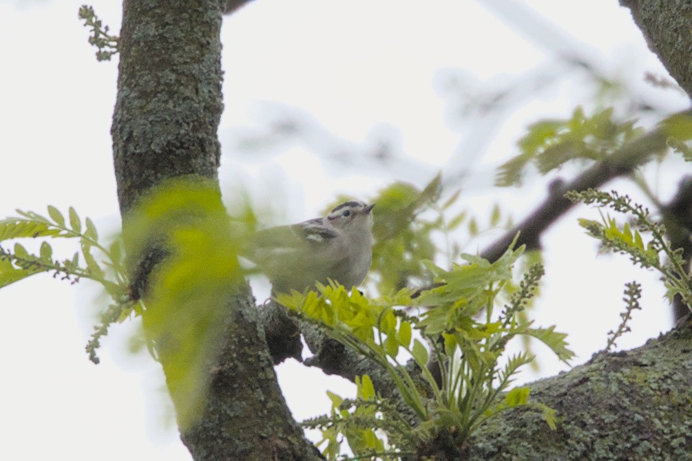Black-and-white Warbler - ML618742837