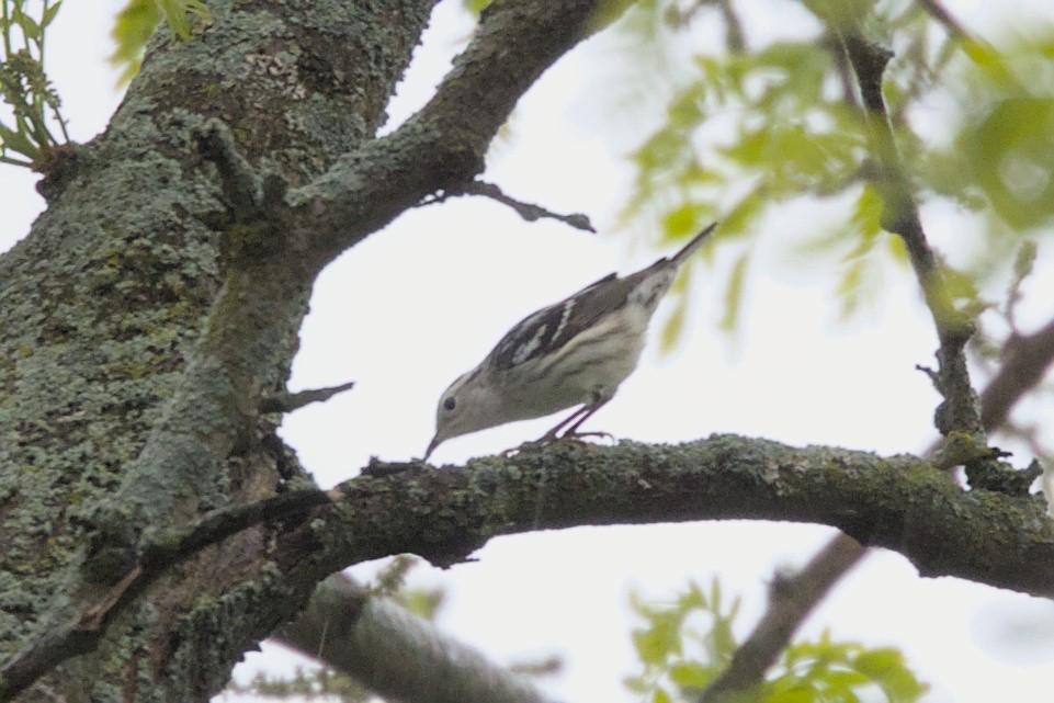 Black-and-white Warbler - ML618742838