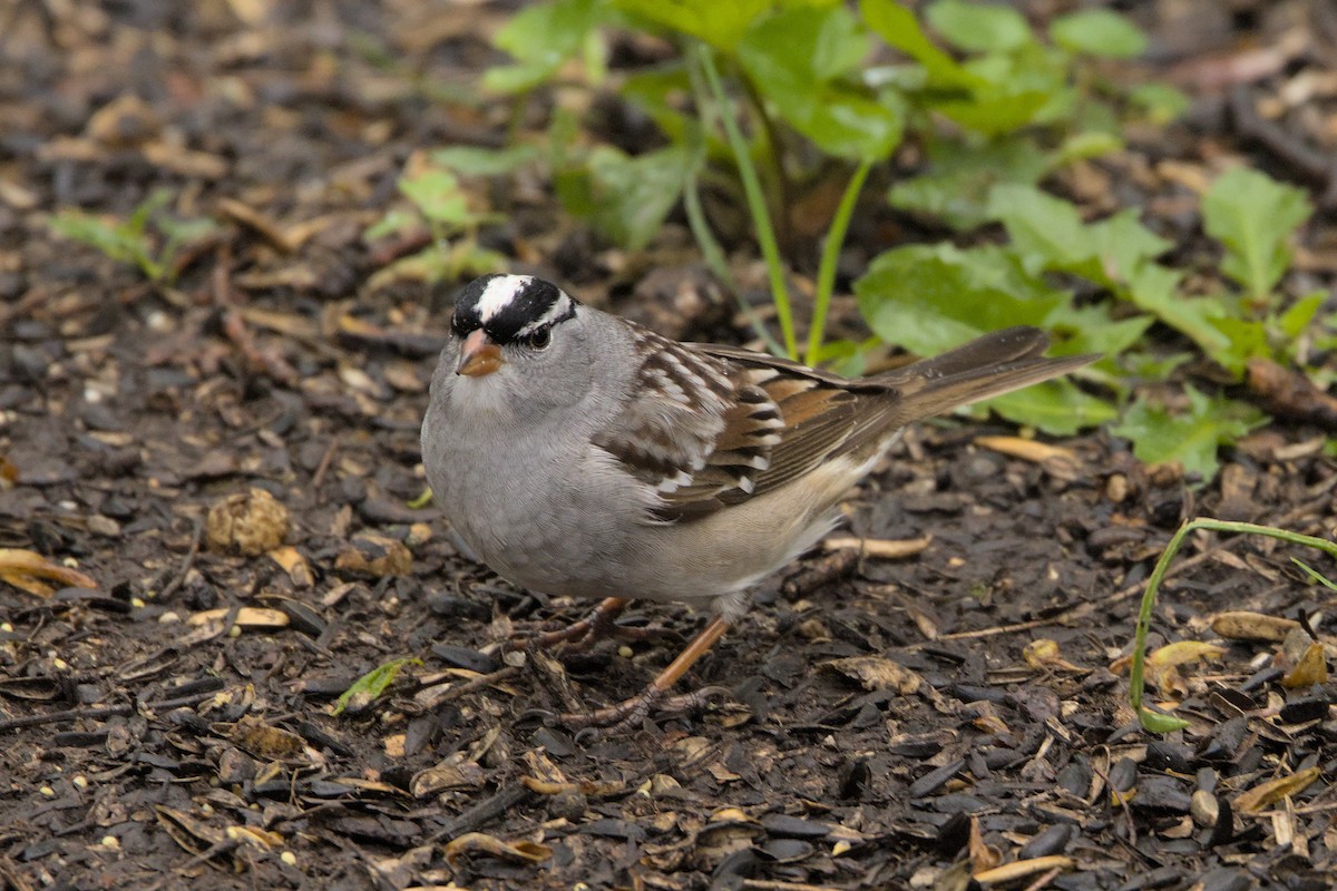 White-crowned Sparrow - ML618742914