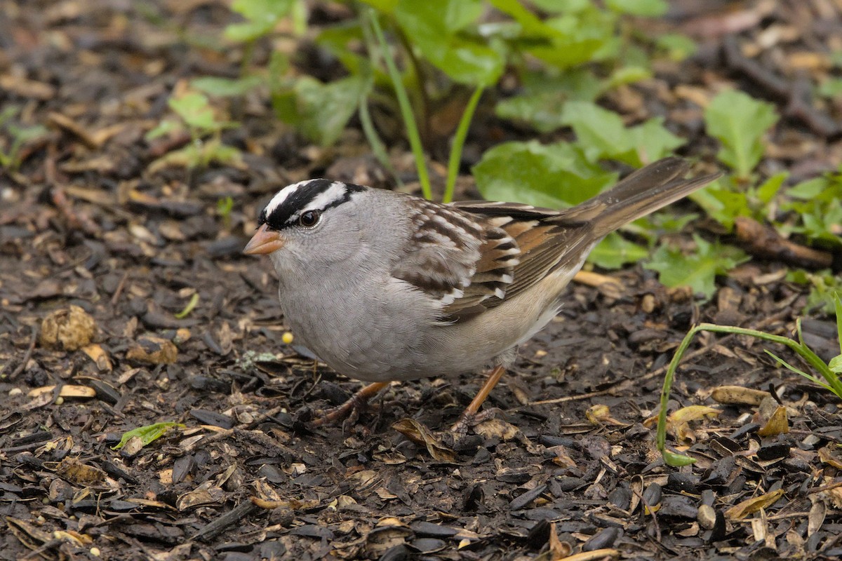 White-crowned Sparrow - ML618742915