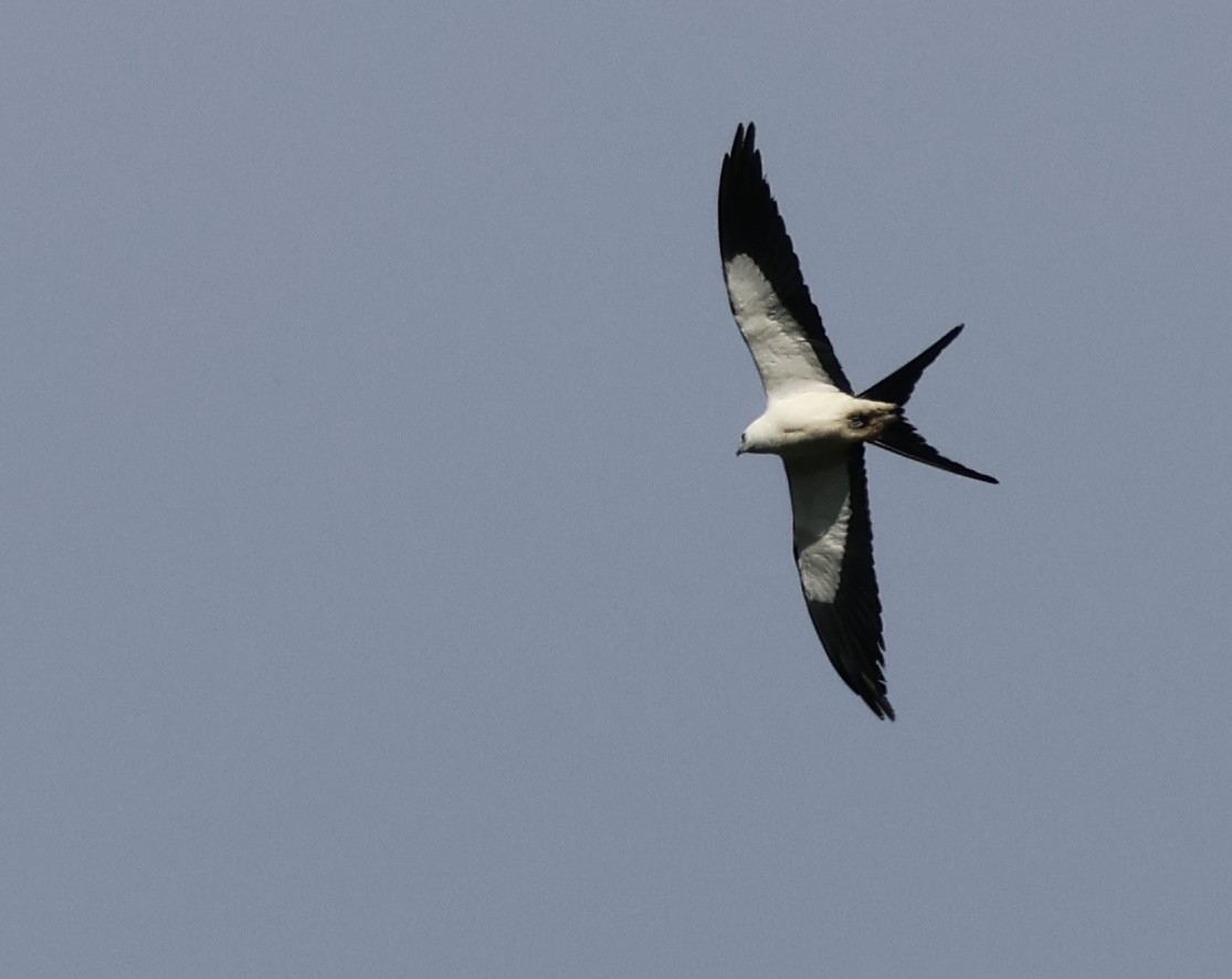 Swallow-tailed Kite - ML618742972