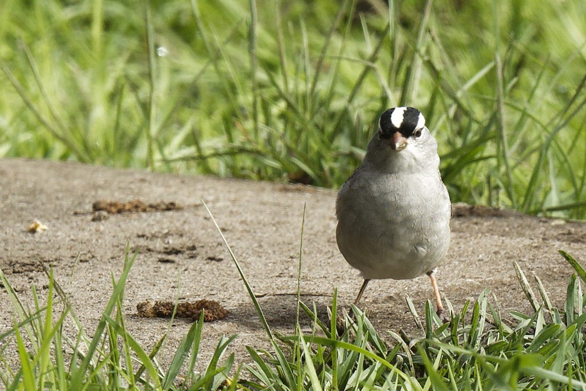 White-crowned Sparrow - ML618742975