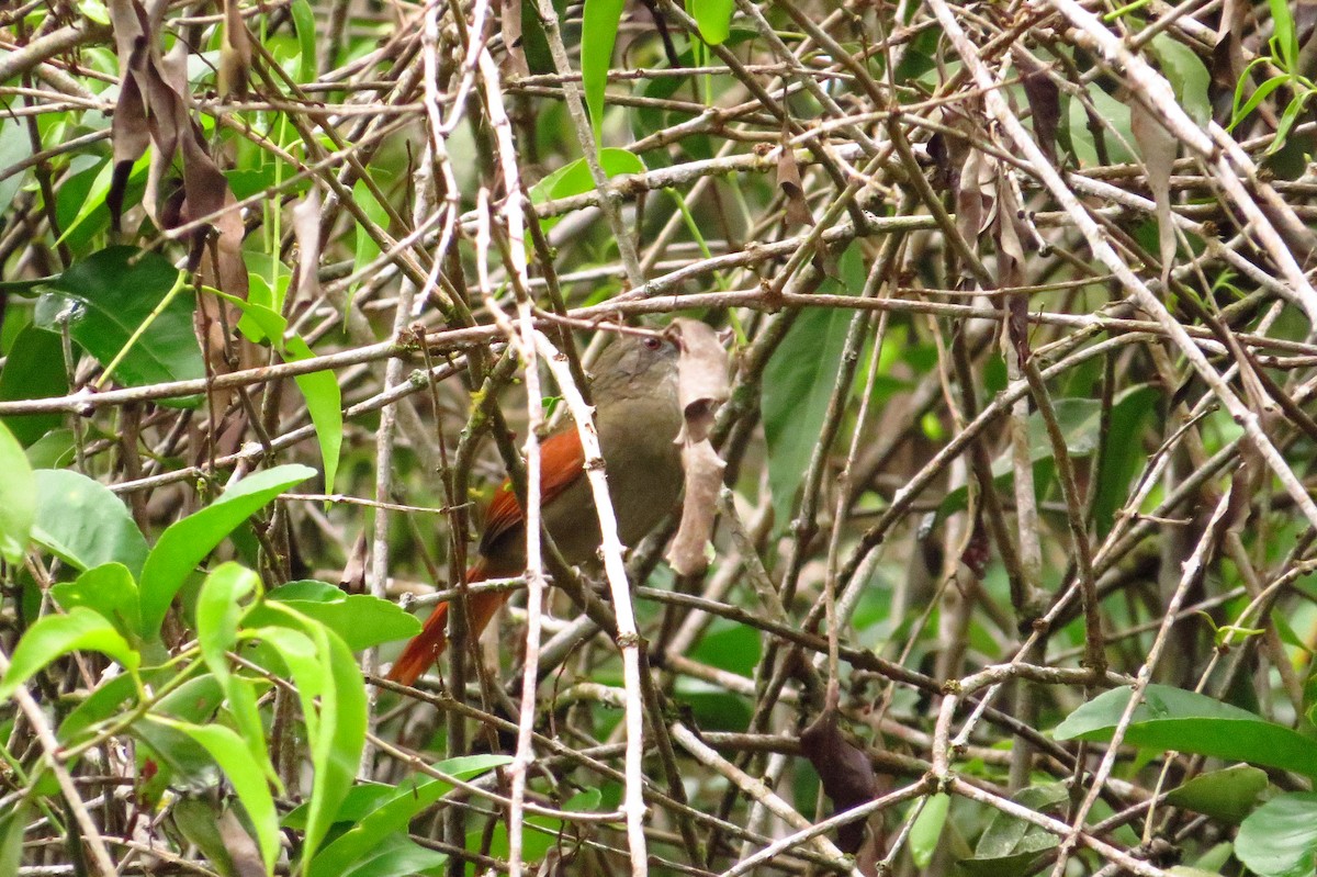 Plain-crowned Spinetail - ML618742979