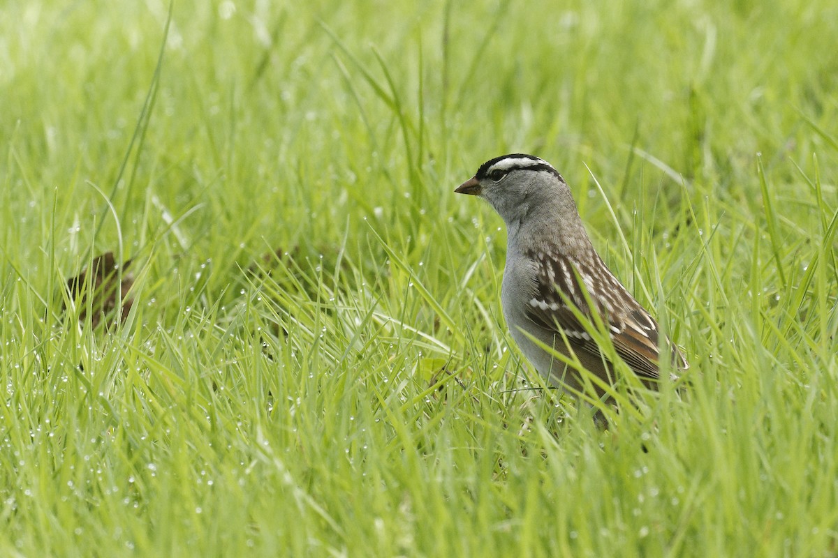 White-crowned Sparrow - Michel Letendre