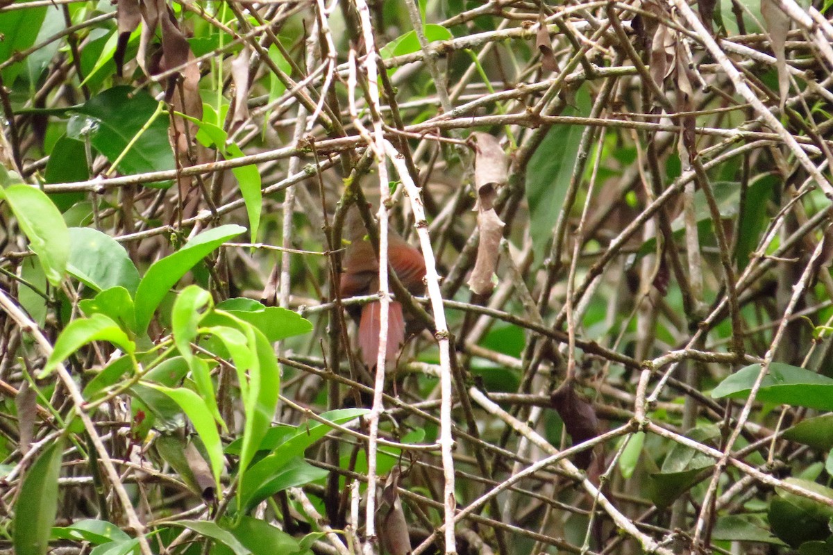 Plain-crowned Spinetail - ML618743017