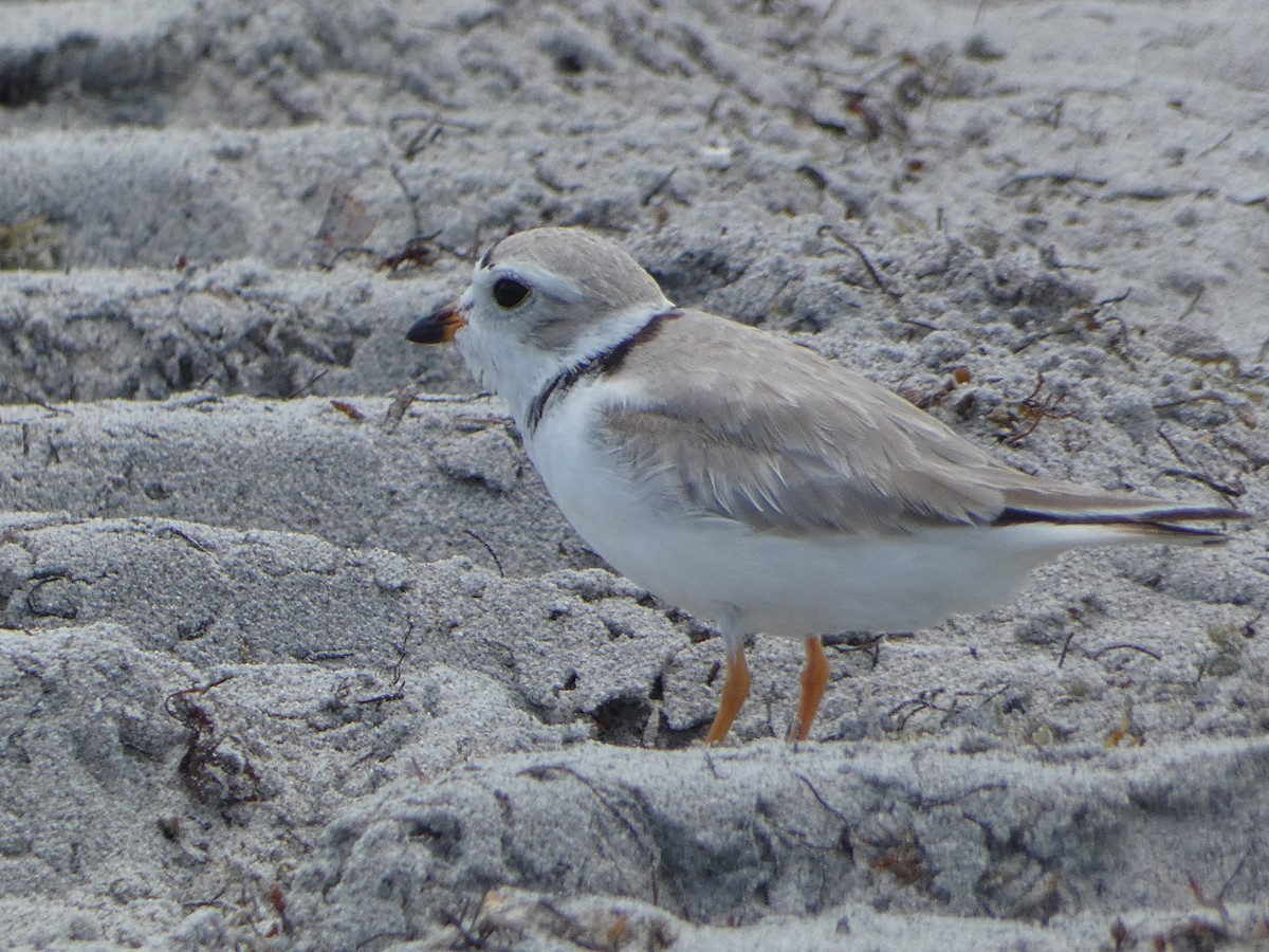 Piping Plover - ML618743028