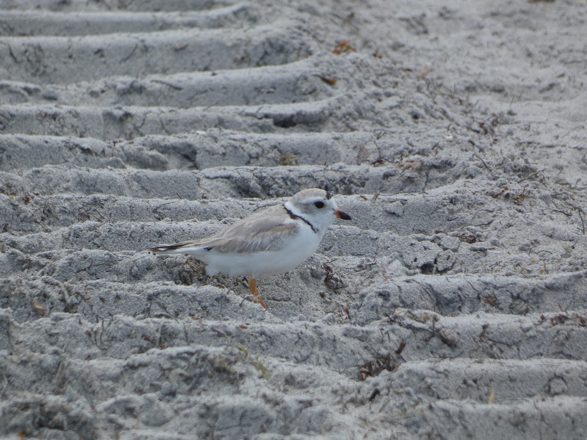 Piping Plover - ML618743029