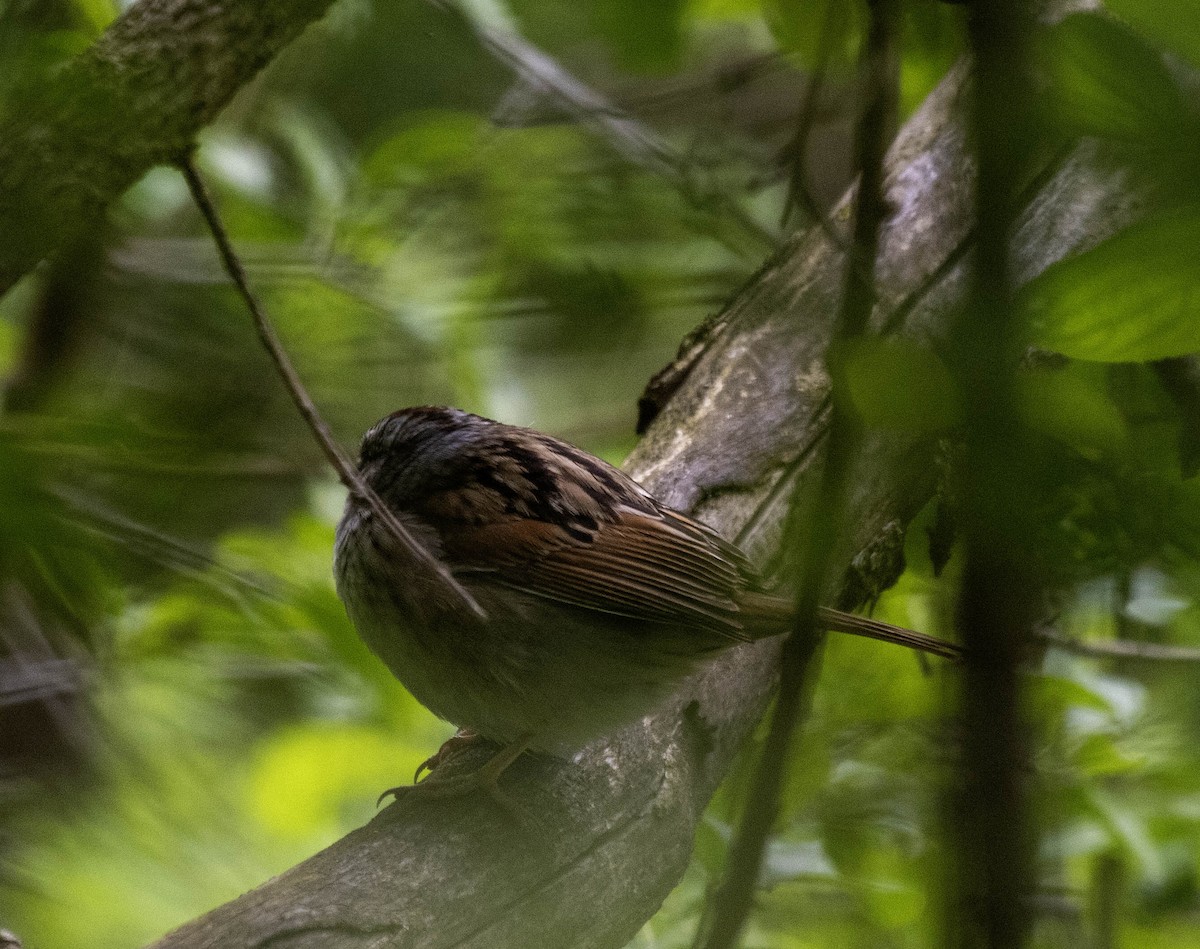 Swamp Sparrow - ML618743030
