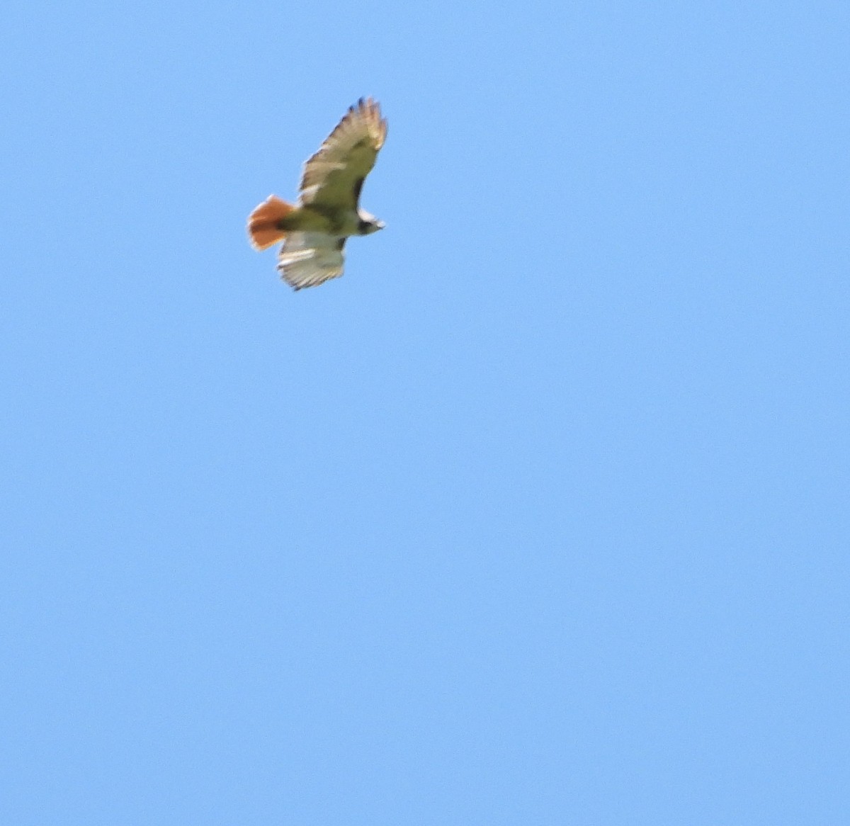 Red-tailed Hawk - ML618743044