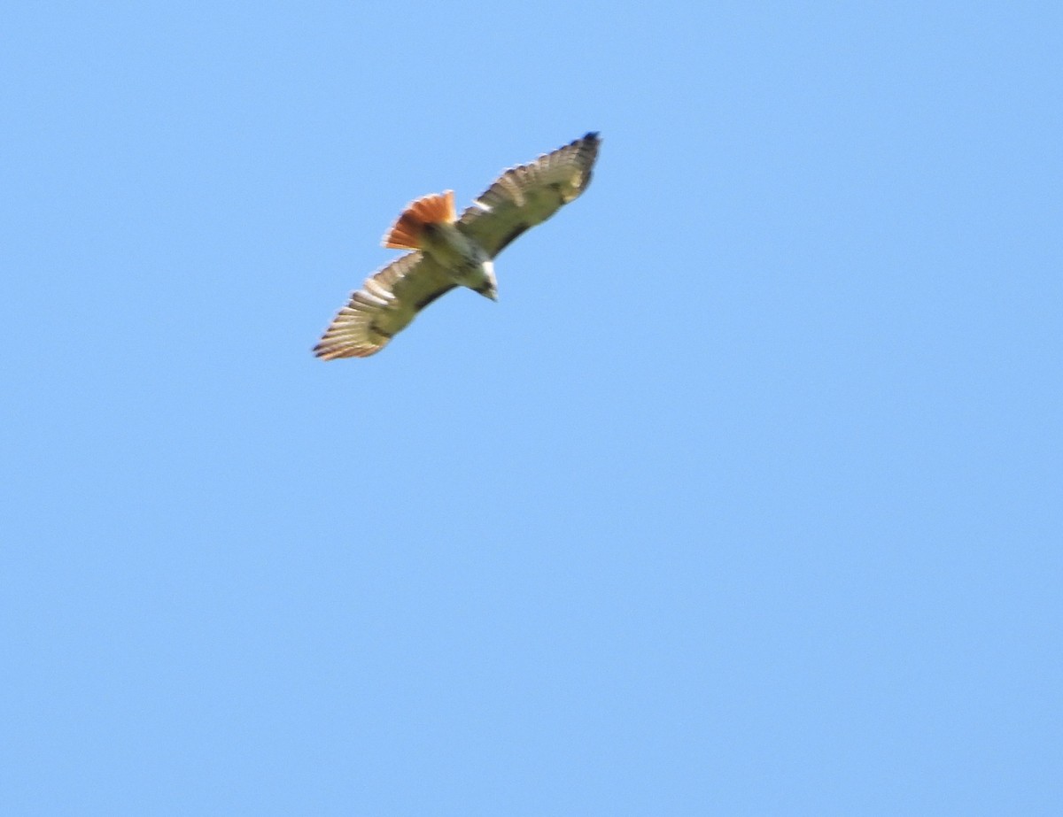 Red-tailed Hawk - ML618743045