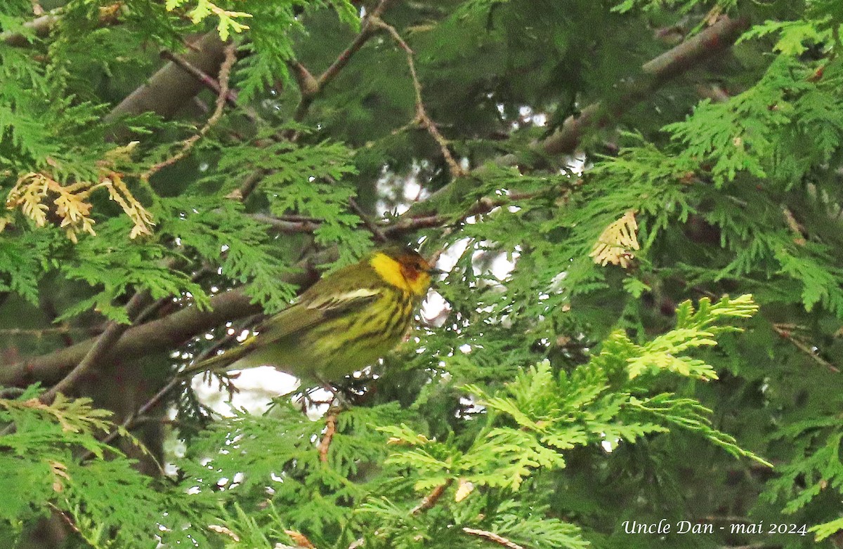 Cape May Warbler - ML618743083