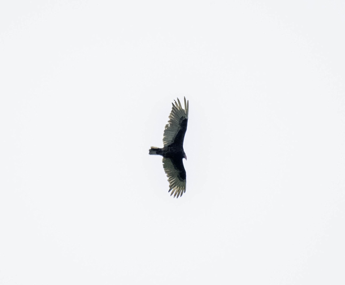 Turkey Vulture - ML618743104