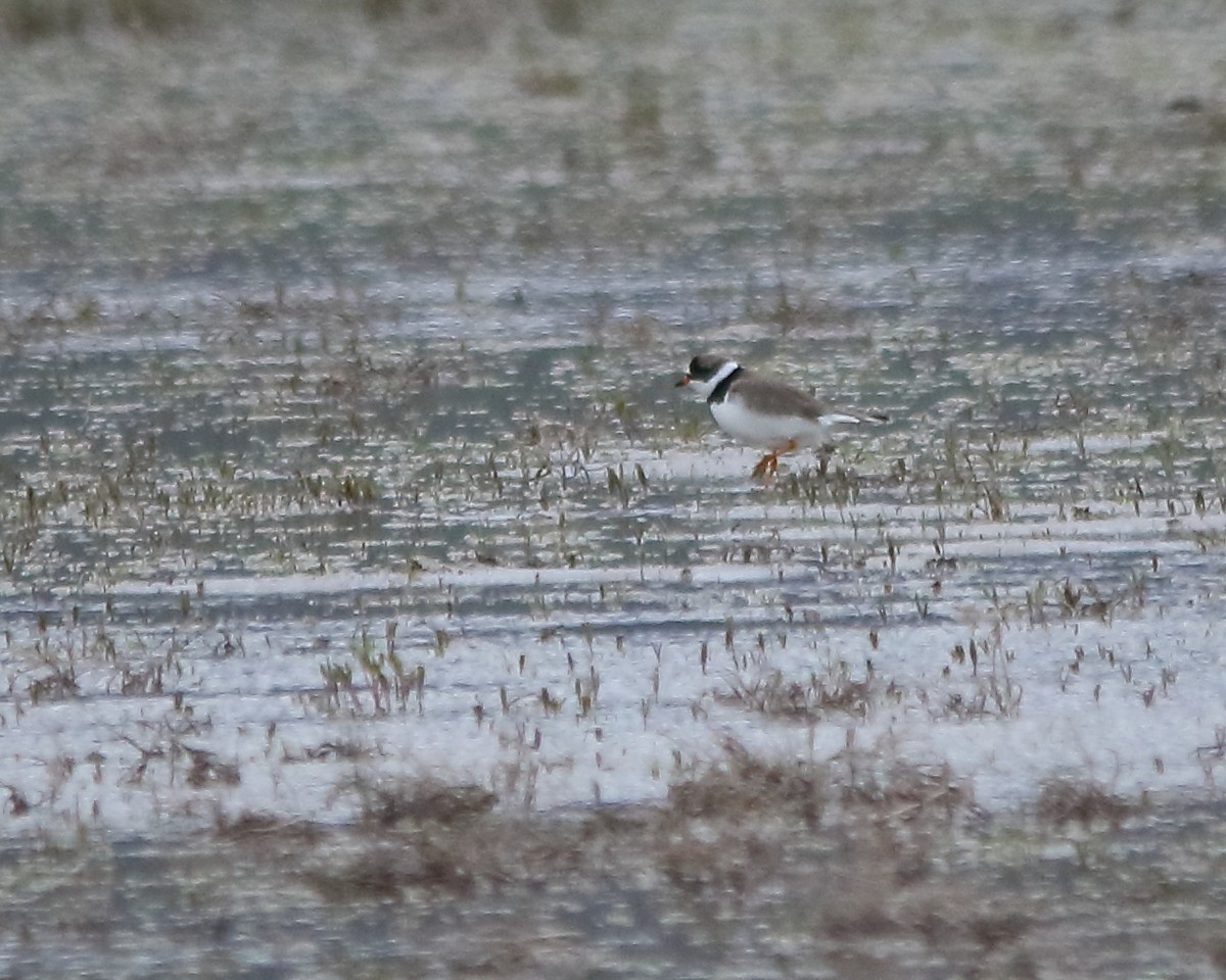 Semipalmated Plover - ML618743130
