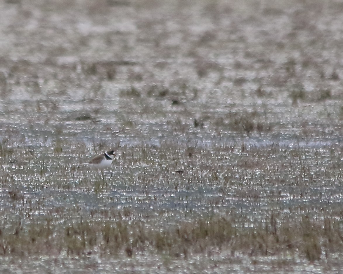 Semipalmated Plover - ML618743132
