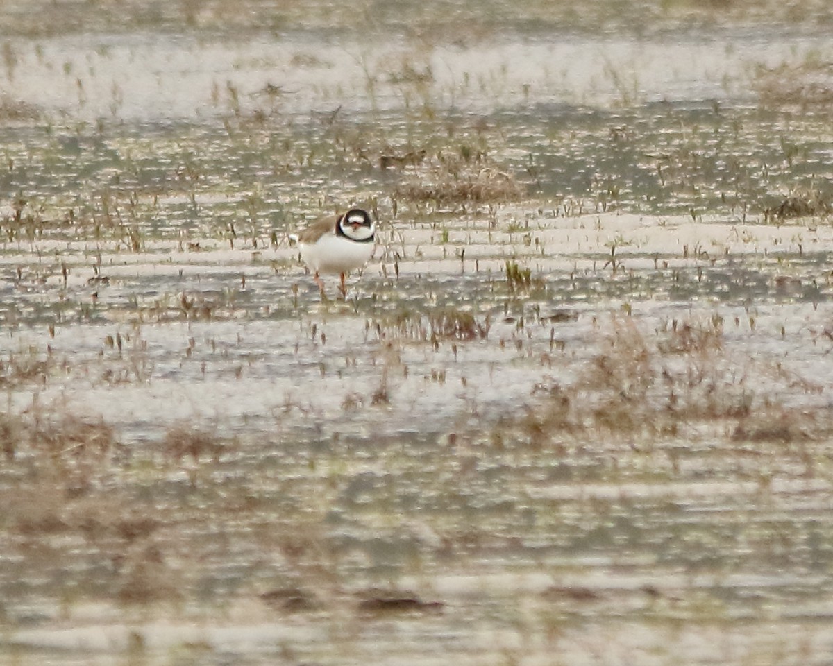 Semipalmated Plover - ML618743133