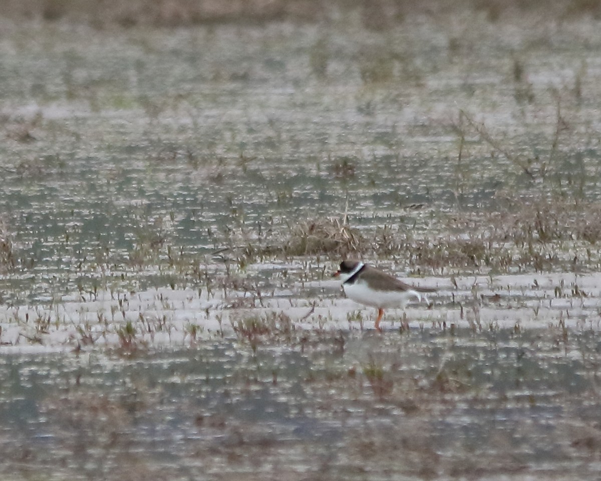 Semipalmated Plover - ML618743134