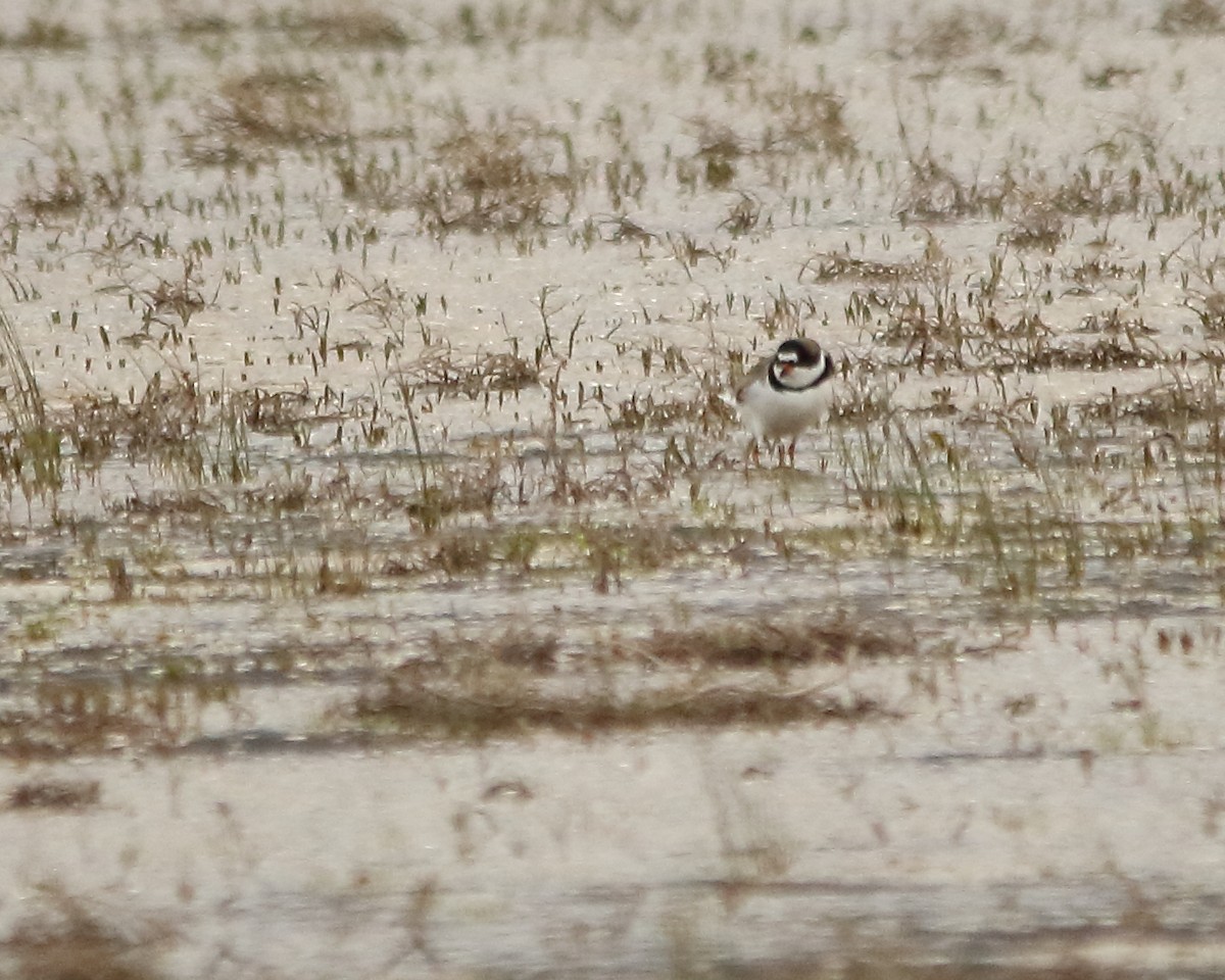 Semipalmated Plover - ML618743135