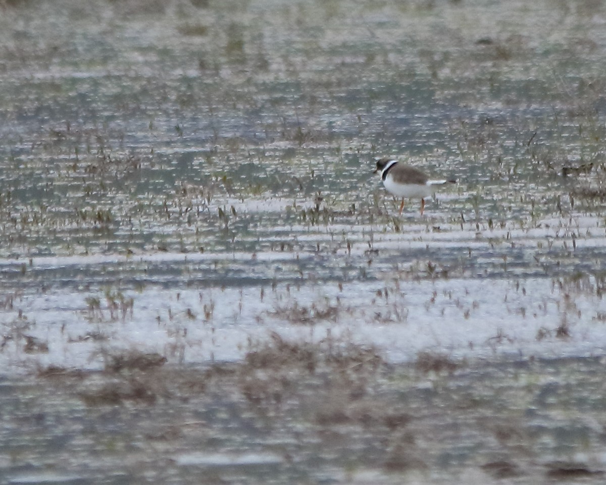 Semipalmated Plover - ML618743136