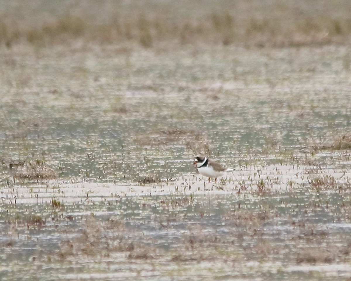 Semipalmated Plover - ML618743137