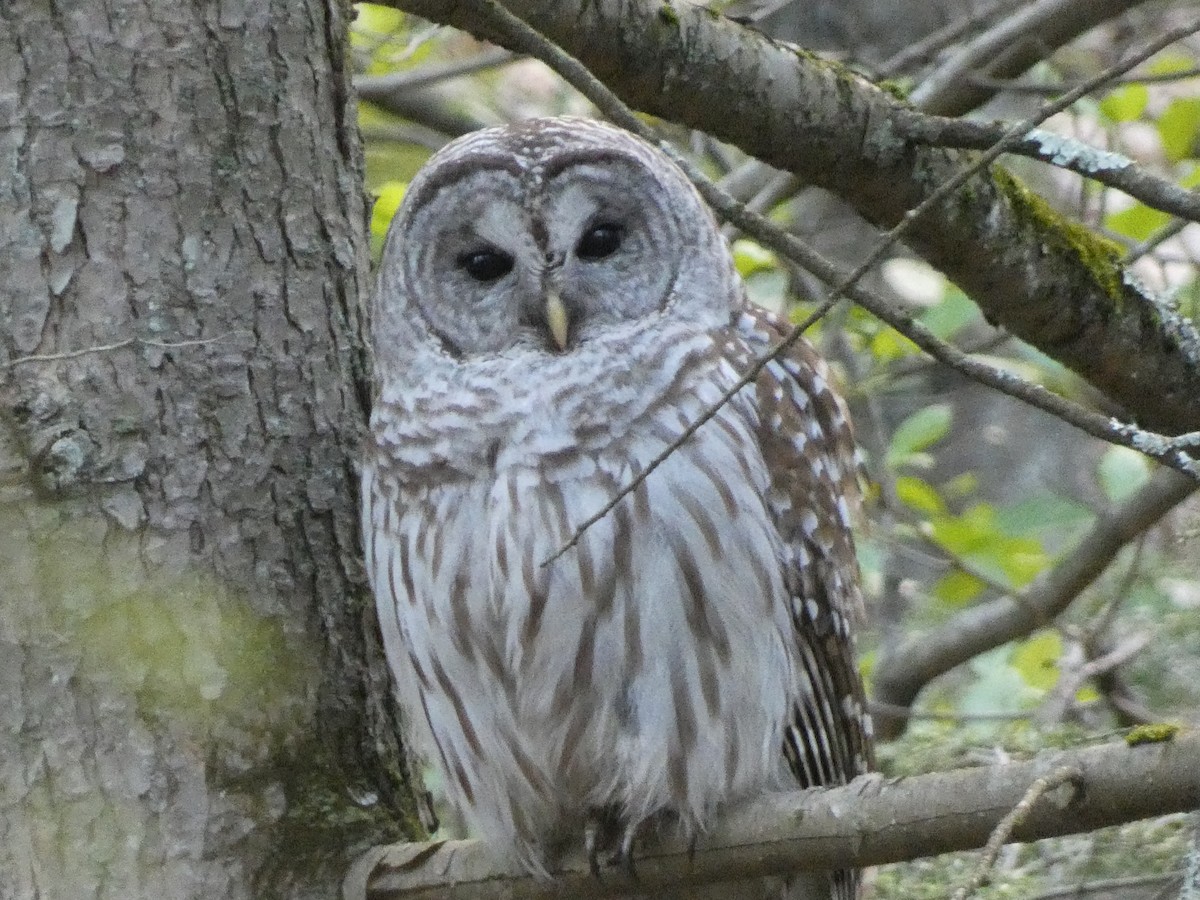 Barred Owl - ML618743148