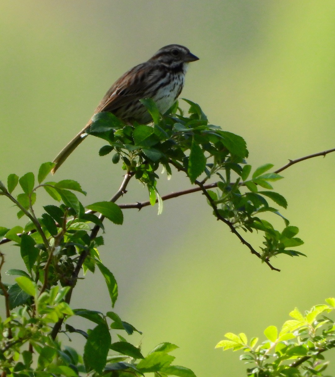 Song Sparrow - Shirley Andrews