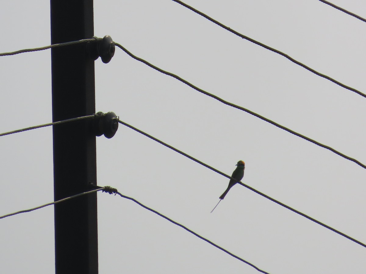 Asian Green Bee-eater - ML618743155