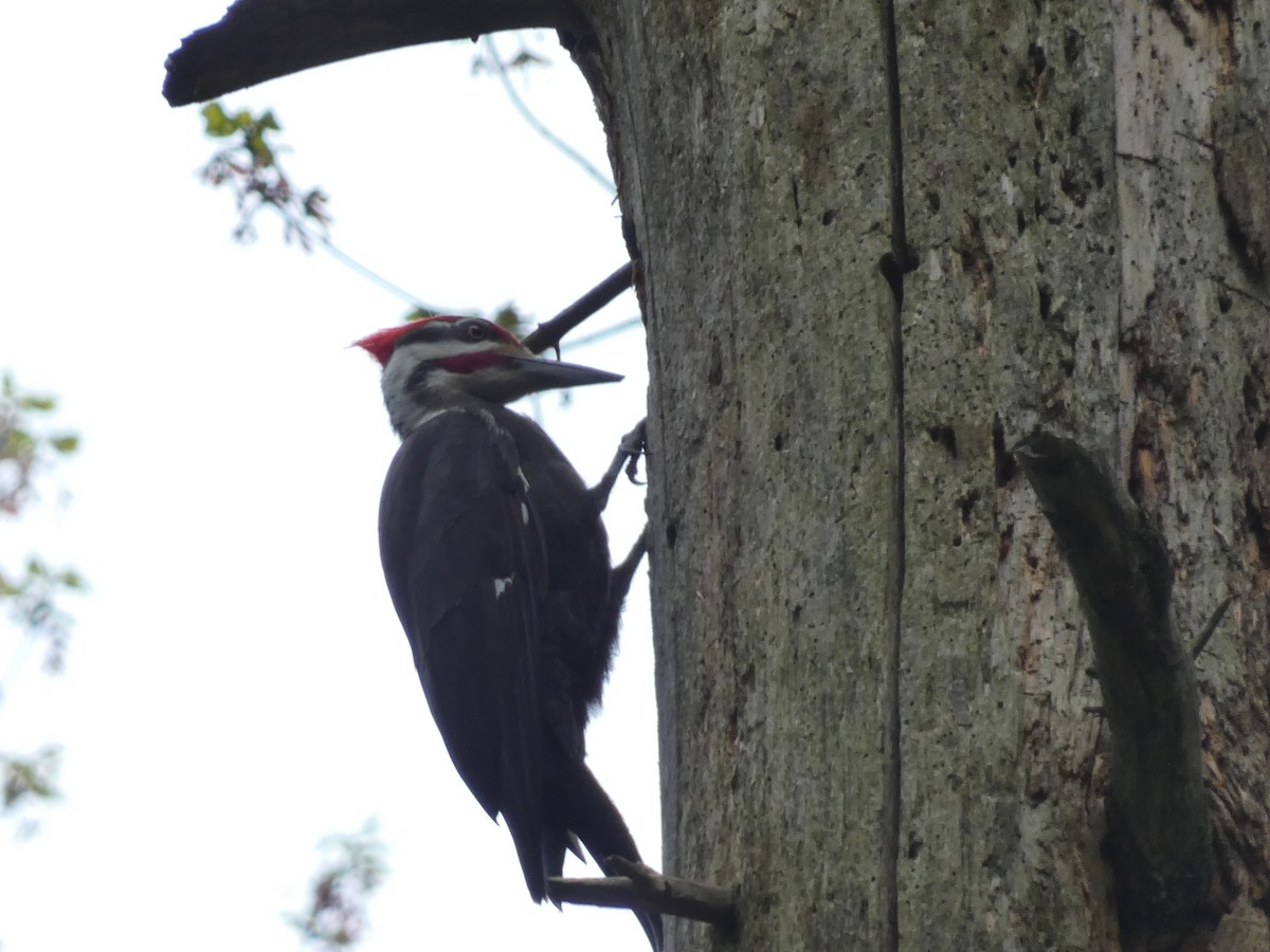 Pileated Woodpecker - ML618743158