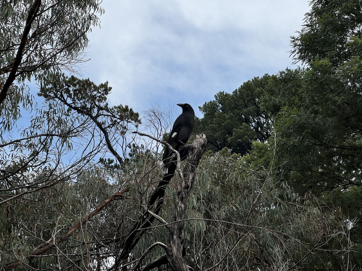 Pied Currawong - ML618743159